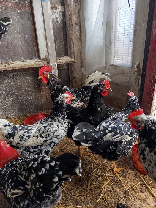 Oua incubat pinta și italiene