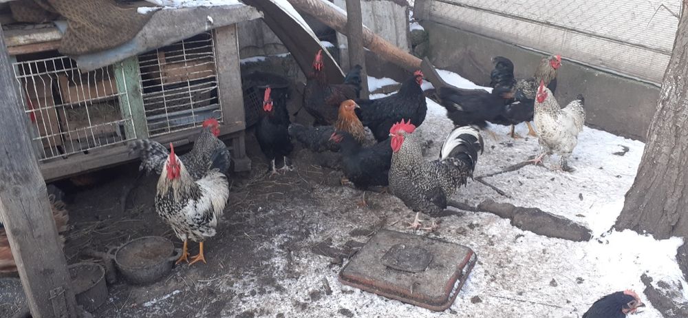 Mai mulți cocoși bun care calcă găinile și de tăiat.