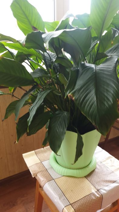 Цветок Алоэ Столетник