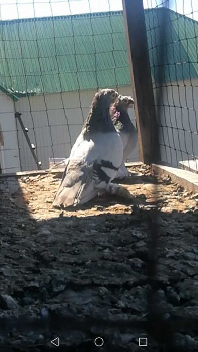 Продам готовую пару