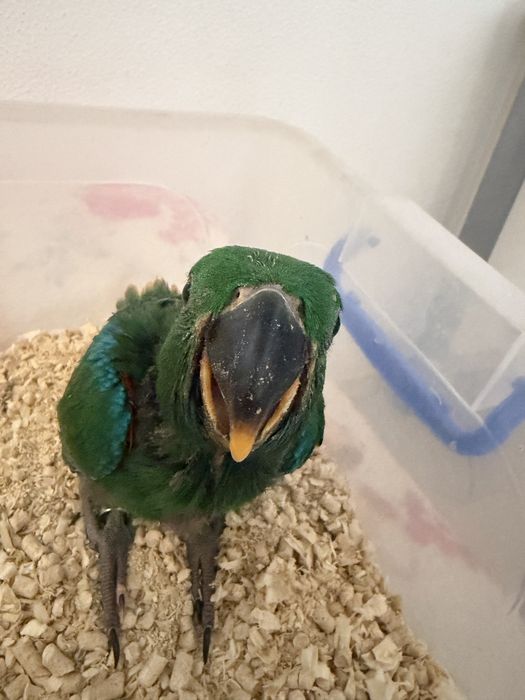 Papagal eclectus, mascul 2026