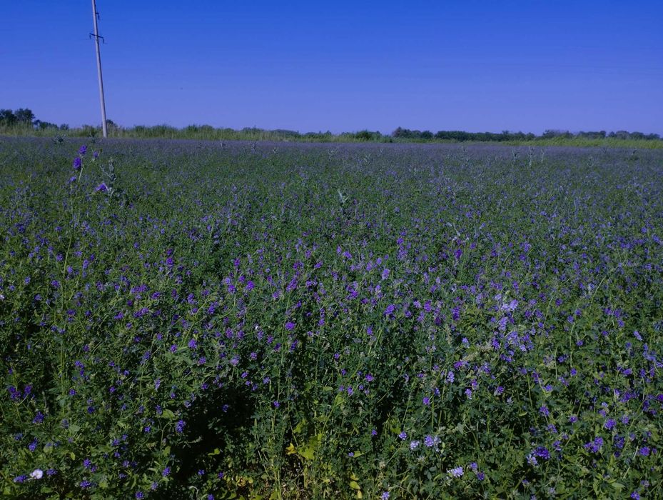 Сено, клевер, тюк.