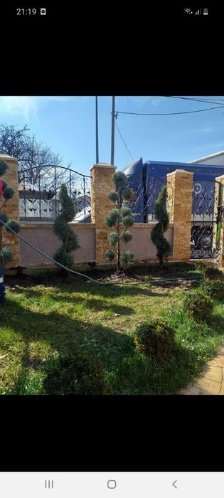 Brazi arginti și verzi  mesteacăn tei