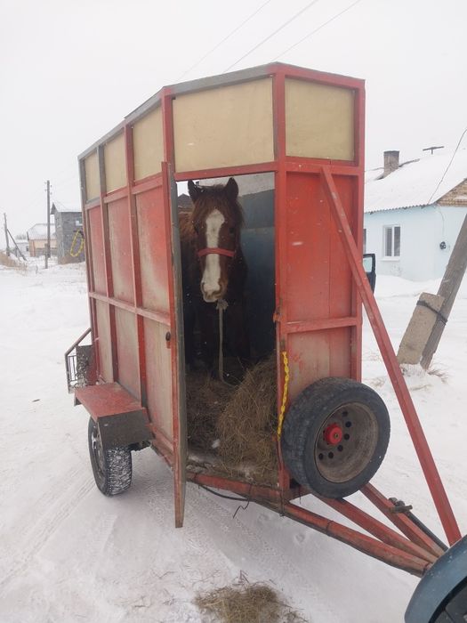 Грузоперевозки КРС Мал тасымалдау