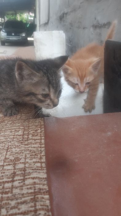 3 котёнка отдам в хорошие руки