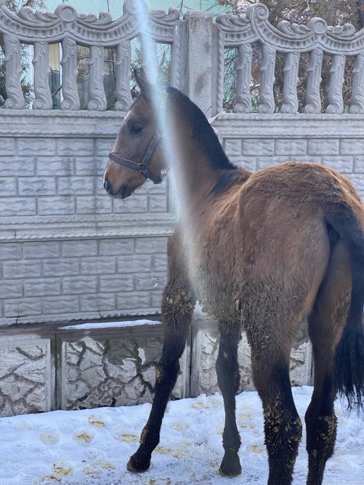 Линиясы зор жабағылар