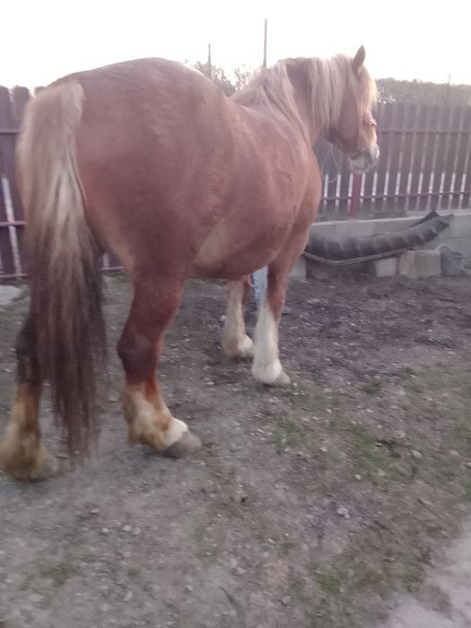 Vând o iapă de 6 ani