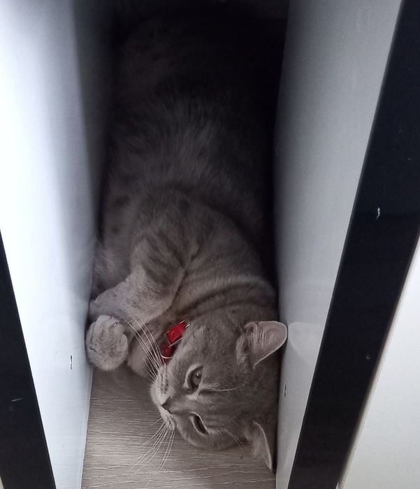 Продам кошку scottish strike  50$