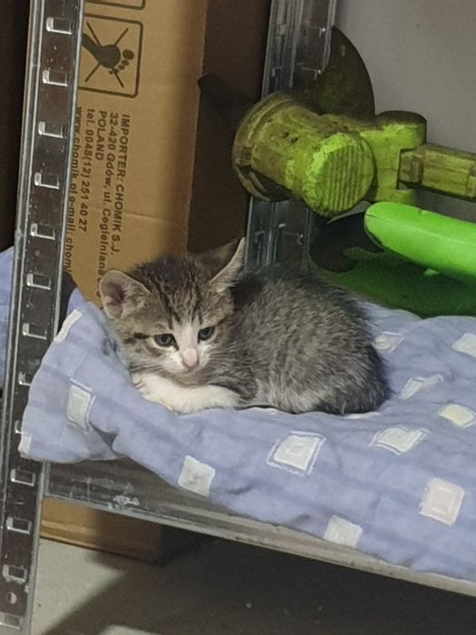 Donez pisoiași jucausi