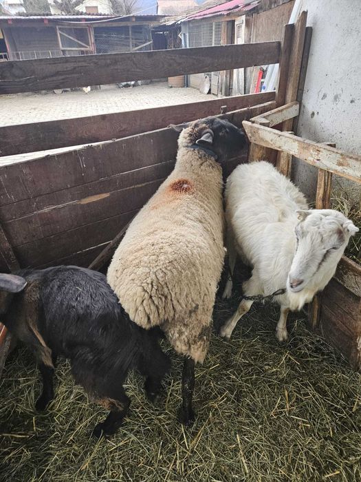 Vand 11oi sulf 3 cu miei