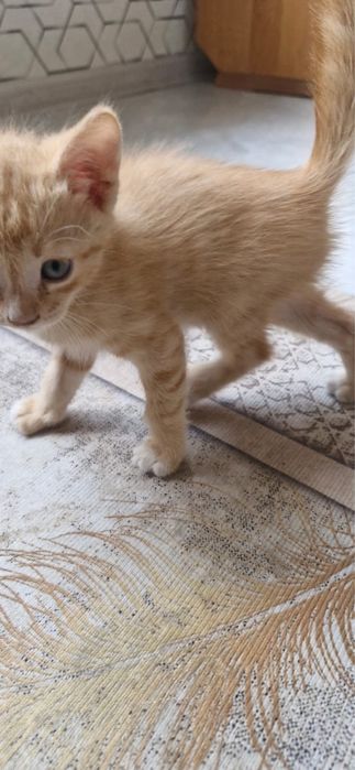 Домашний кошки.