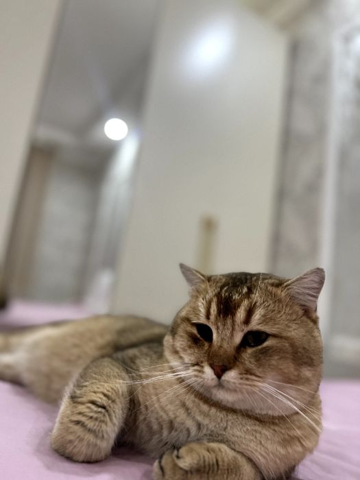 Вязка залатой шиншилла, zot olishga zalatøy shinahilla