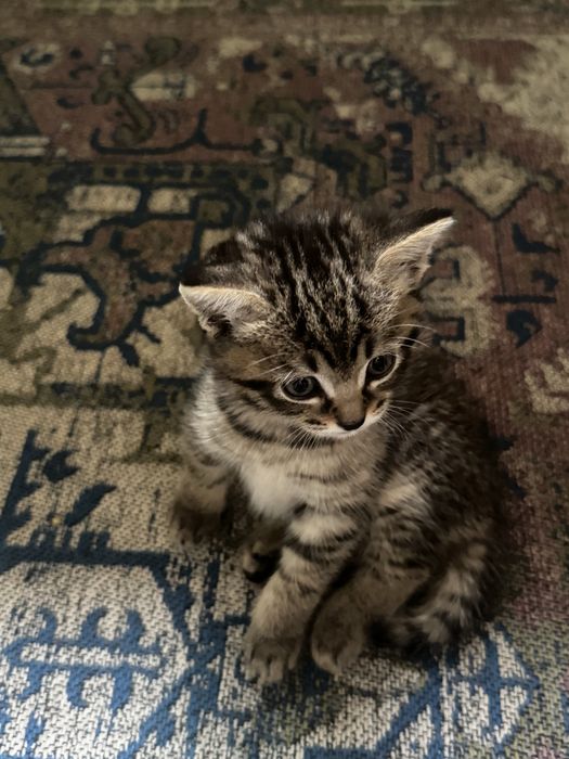Отдам котика в добрые руки