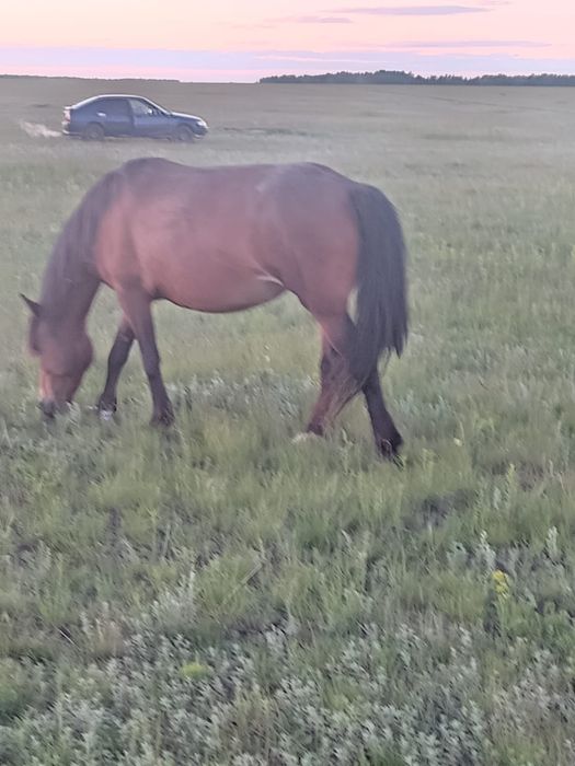 Лошади с документами