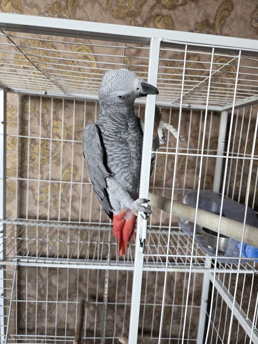 Продаётся Попугай Жако.