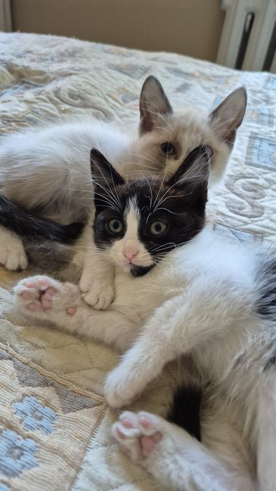 Отдаю котят в добрые руки!