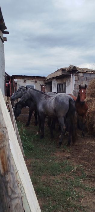 Продам лошадей с откорма 9 голов.