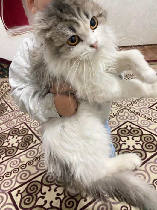 Шотландский вислоухий