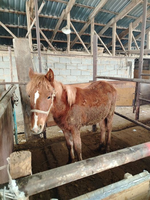 Продам тай жабагы