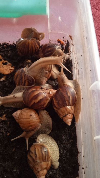 Улиткалар сотувда