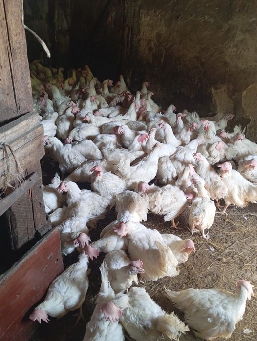 Продам куры………………………………………………………………………………………………………………………………………………………..