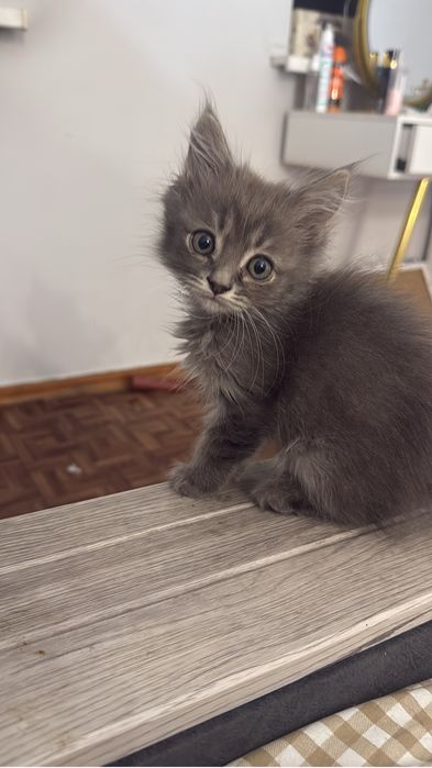 Отдам котят и кошек в добрые руки