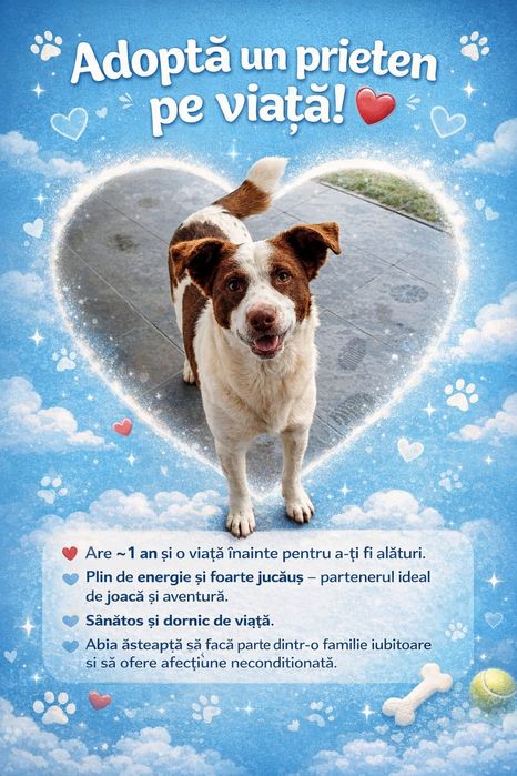 Cățel jucăuș își caută o familie iubitoare