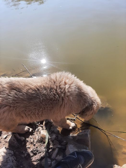 Животные ищу пару