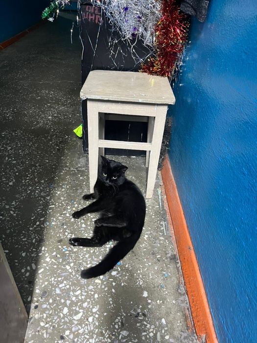 Отдам в хорошие руки кота