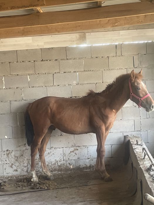 Еркек тай 1 жас 2 ай