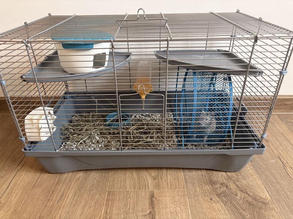 Veverita Degu ….