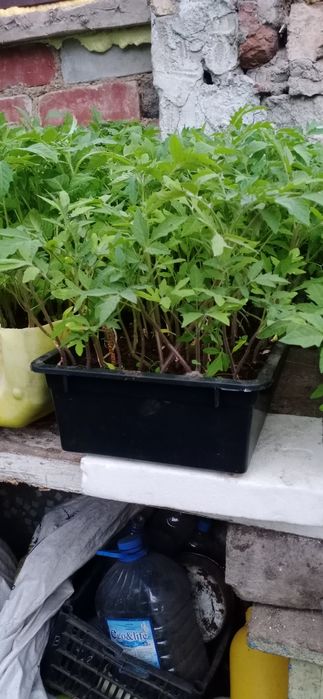 Продам рассаду разну
