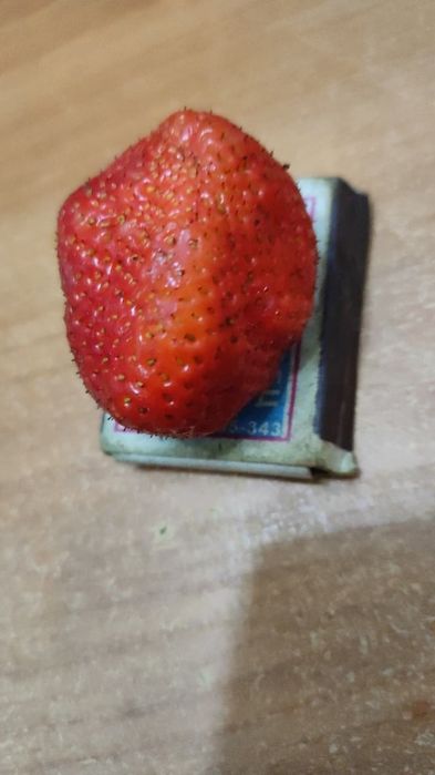 Рассада клубники