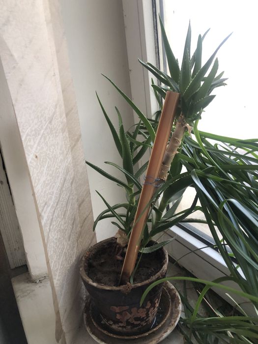 Продаю цветы в горшках (комнатные растения)