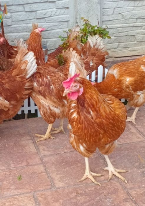 Găini roșii ouătoare – mari, sănătoase, producție bună