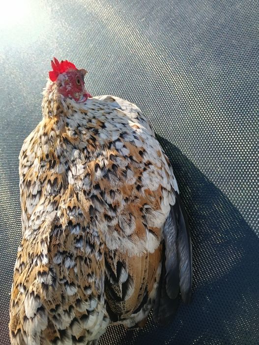 Vând găină americană