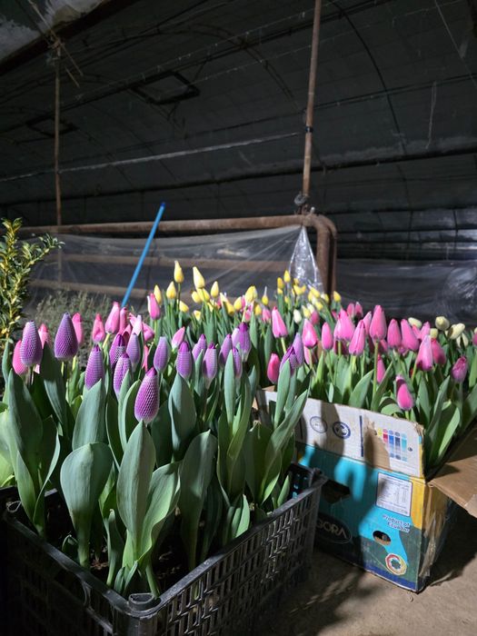 Тюльпаны оптом в Ташкенте