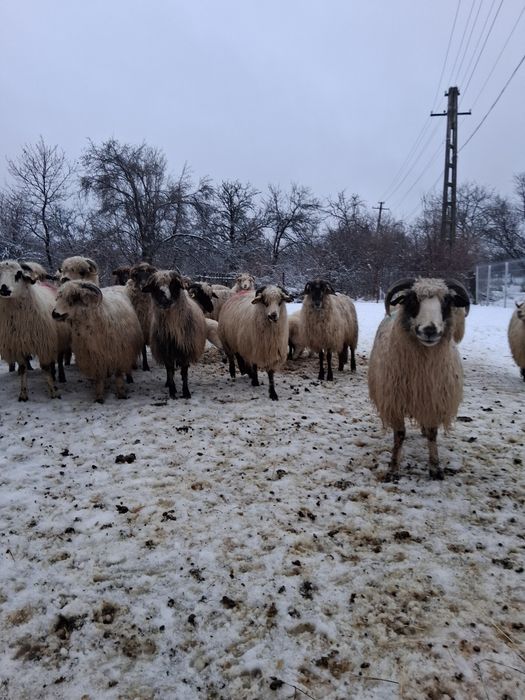 Vând 32 de oi 17 cu mei si 15 gata sa fete