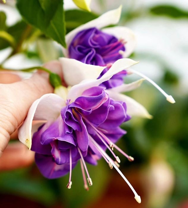 Комнатные растения