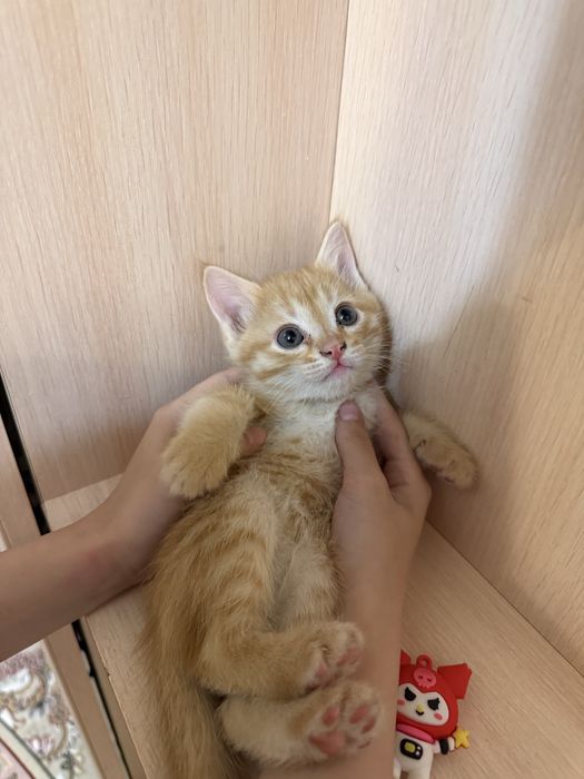 Отдам бесплатно котят