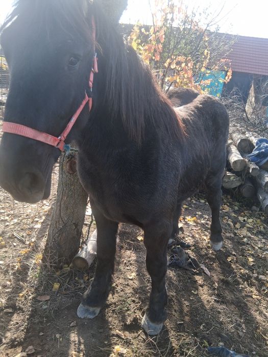 Vind minz un an jumate