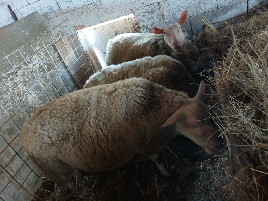De vânzare 3 oițe gestante