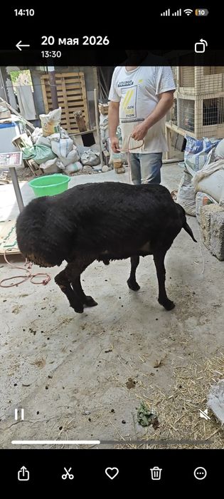 Qoy qochqor  кой кочкор