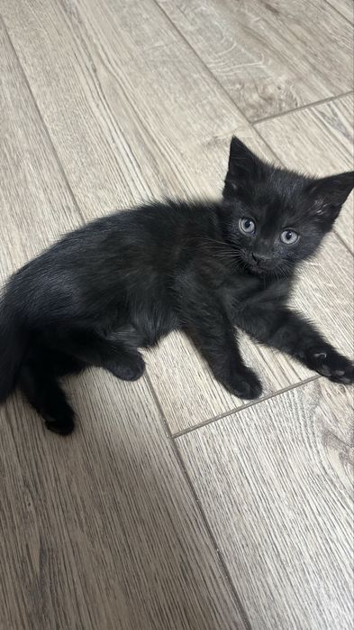Отдам шотладских котят