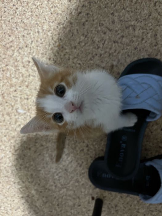 Котенок маленький