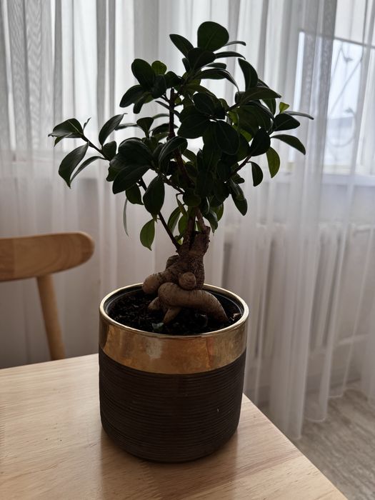 Фикус бонсай комнатное растение