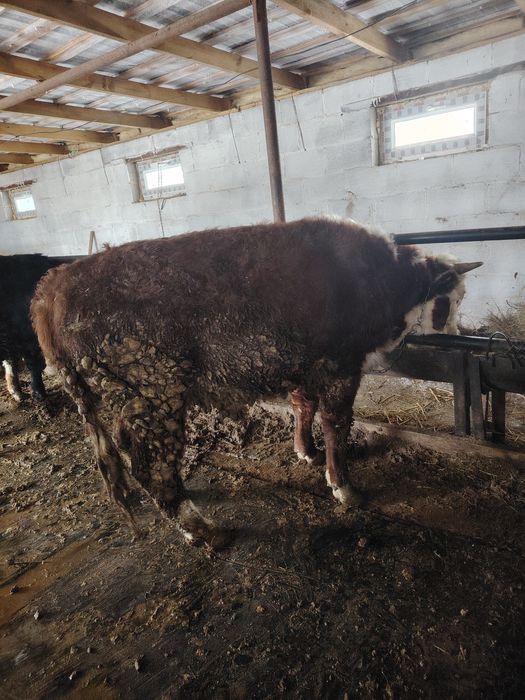 Продаётся бык белоголовый