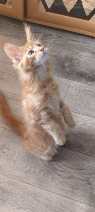 Котята Мейн Куны