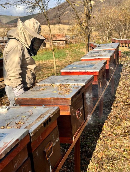 Vand 70 de familii de albine Targu Mures