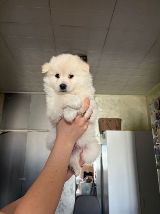 Spitz german 5 saptamani